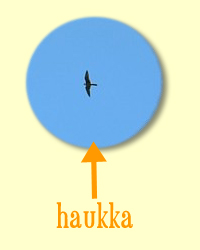 Haukka