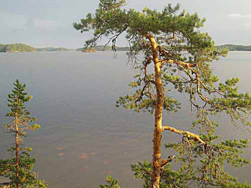 Mänty ilta-auringossa
