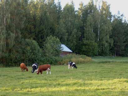 Lehmiä niityllä
