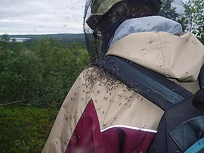 hyttysiä