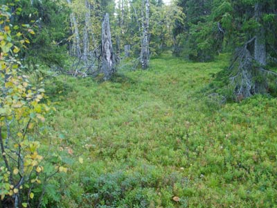 Sammalmetsää