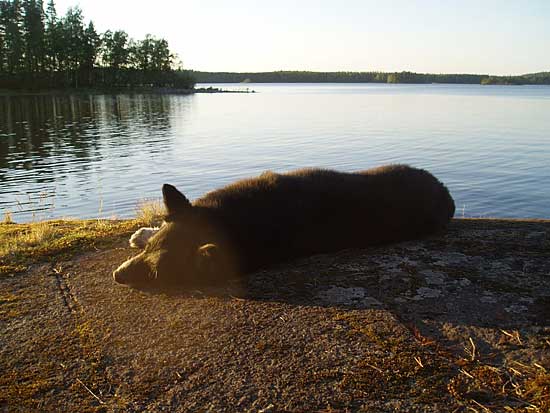 Pasi makaa kalliolla