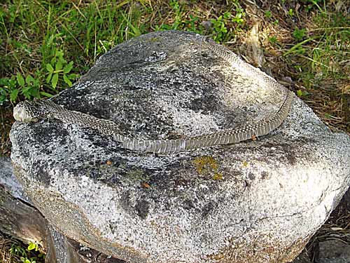 Rantakäärmeen nahka